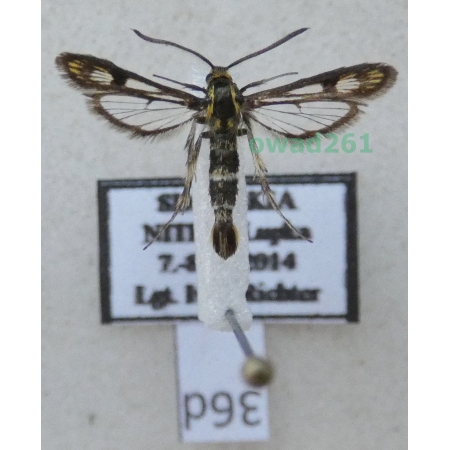 Chamaesphecia empiformis (Esper, 1783) Slovakia36d